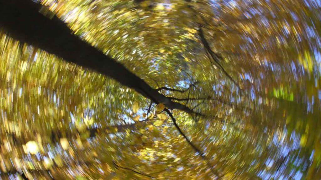 Herbstwald - Malen mit der Kamera