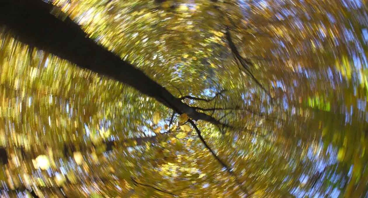 Herbstwald - Malen mit der Kamera