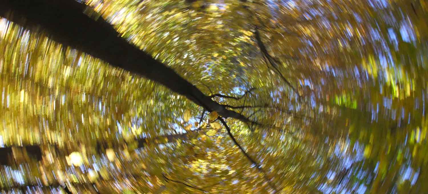 Herbstwald - Malen mit der Kamera