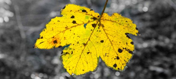 Motiv isoliert - Herbstblatt