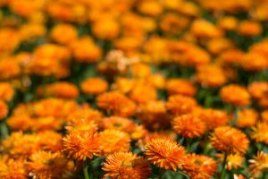orange Blumen