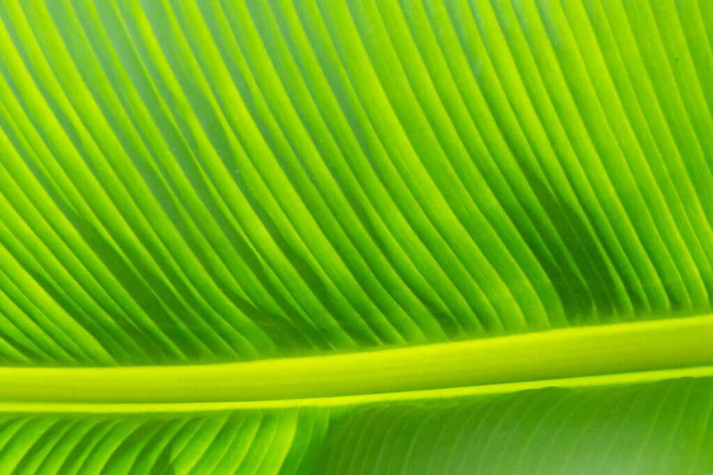 Gegenlicht, Botanischer Garten St. Gallen