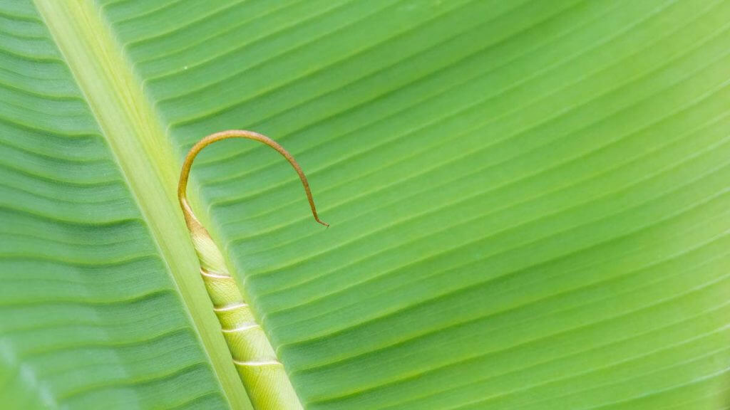 Palmenblatt im Botanischen Garten St. Gallen - Monotone Farben als Motiv