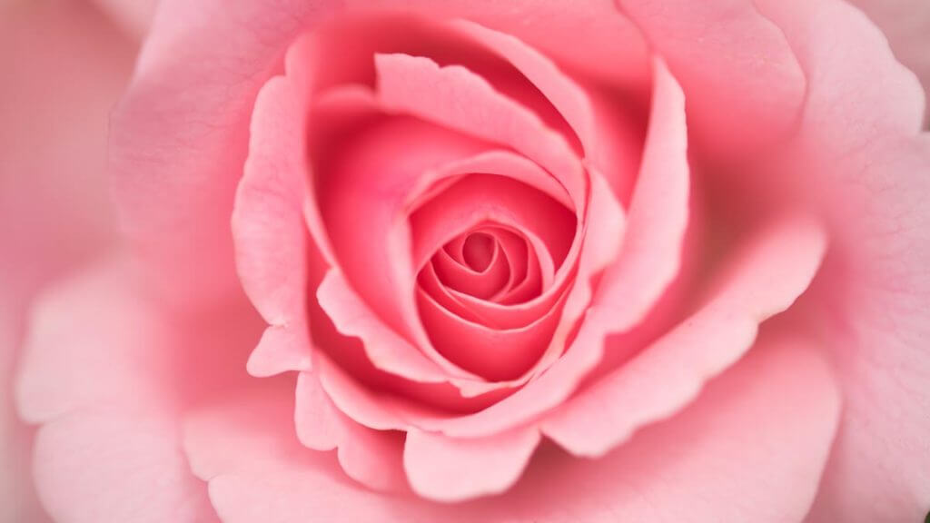 Rose in rosa