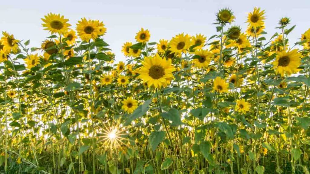 Sonnenblumen fotografieren