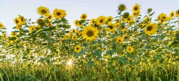 Sonnenblumen fotografieren