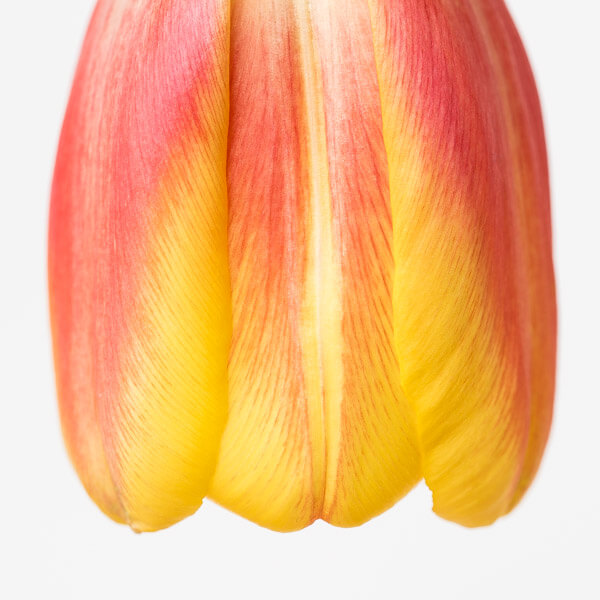 Tulpen Stilleben - Sigma Makro 105mm f/2.8