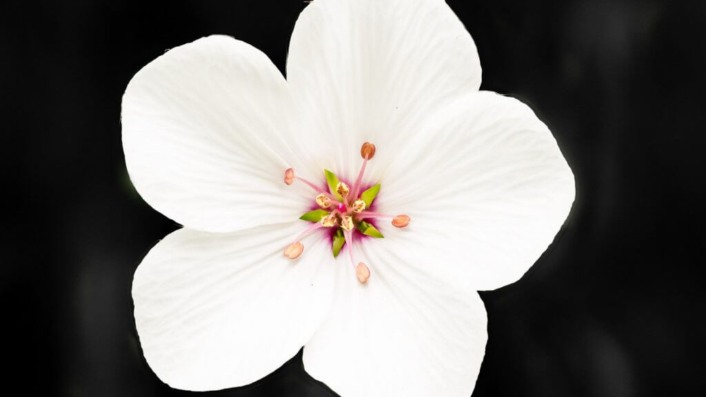 Focus Stacking - die unendliche Schärfentiefe