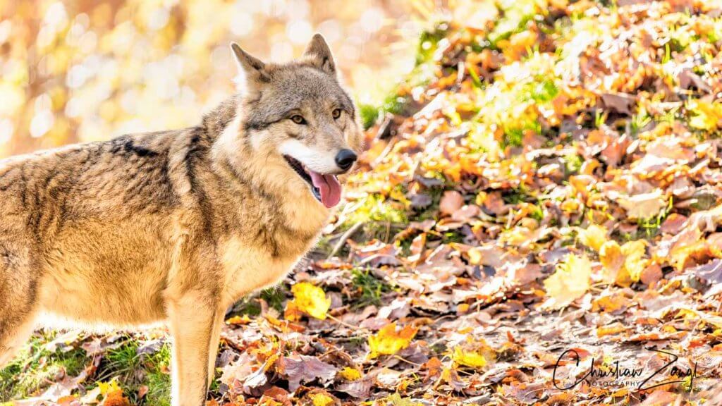ISO Automatik beim Fotografieren im Zoo