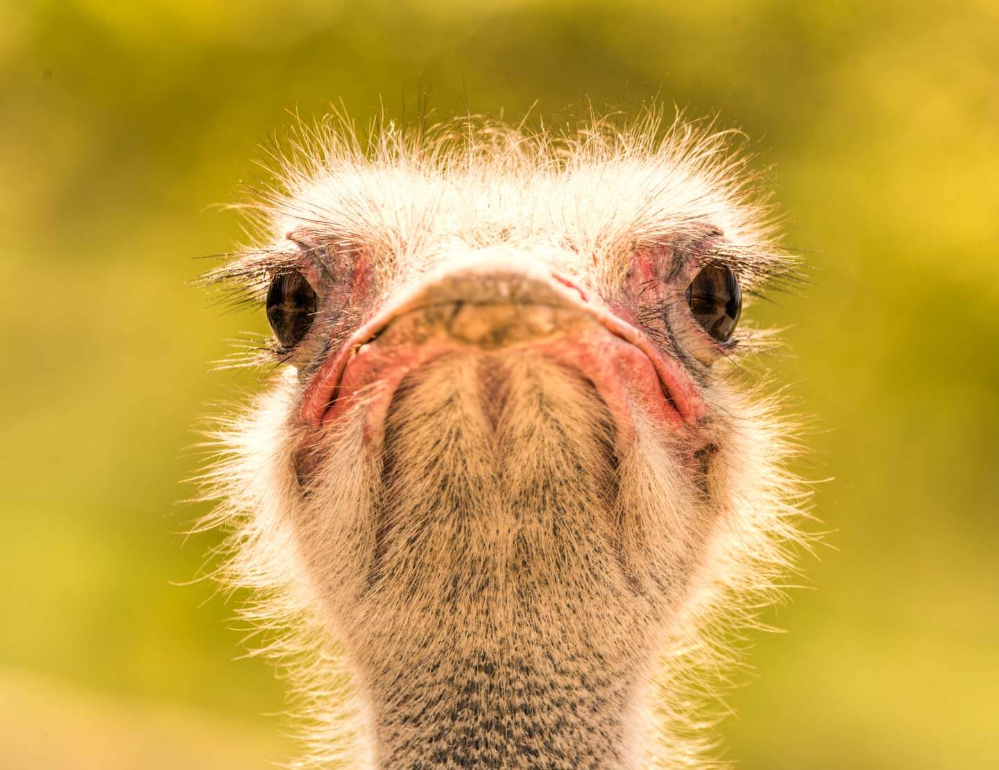 Einbeinstativ kaufen - Strauss im Zoo