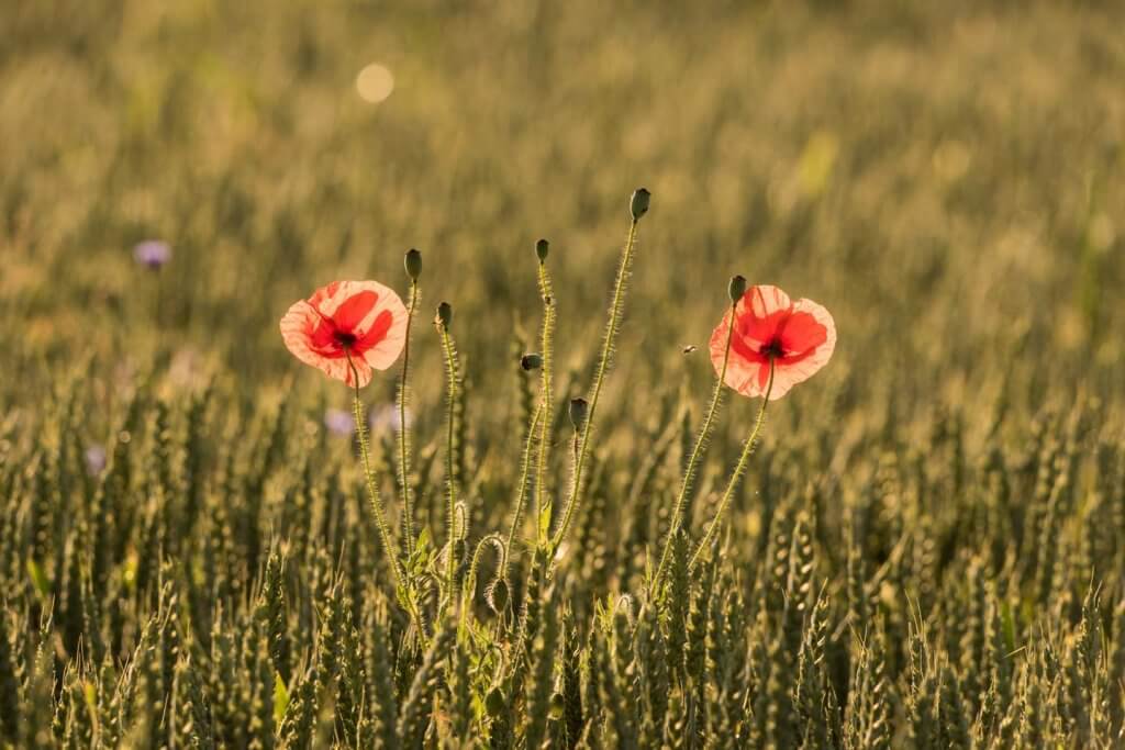 Farbe ins Spiel bringen - Mohnblüten