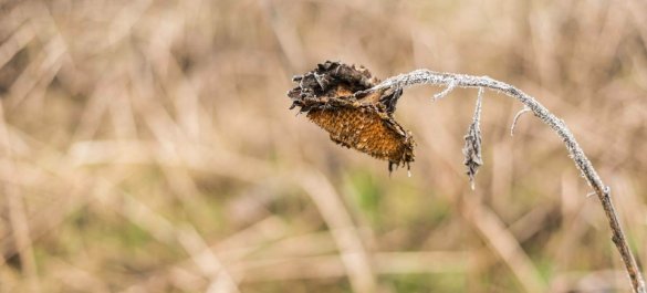 Sonnenblume im Februar - Workshop Blende