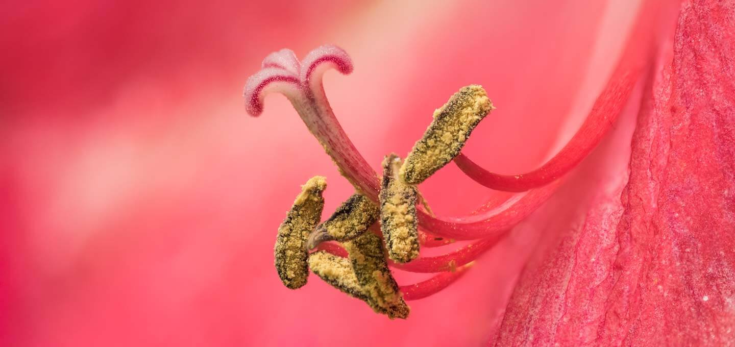 Blütenstengel Makrofotografie HeliconFocus