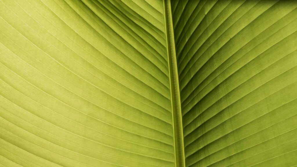 Palmblatt im Gegenlicht mit Softproof optimiert
