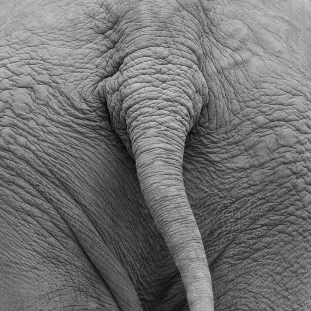 Elefant - Fotografieren im Zoo