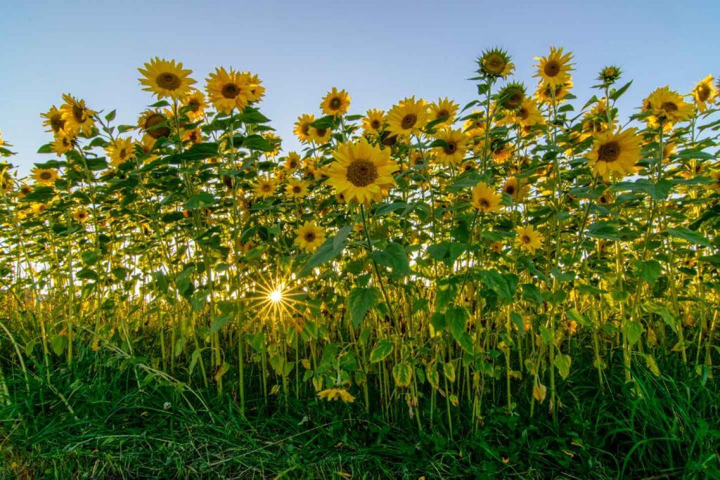Gegenlichtaufnahmen - Sonnenblumenfeld mit Sonnenstern