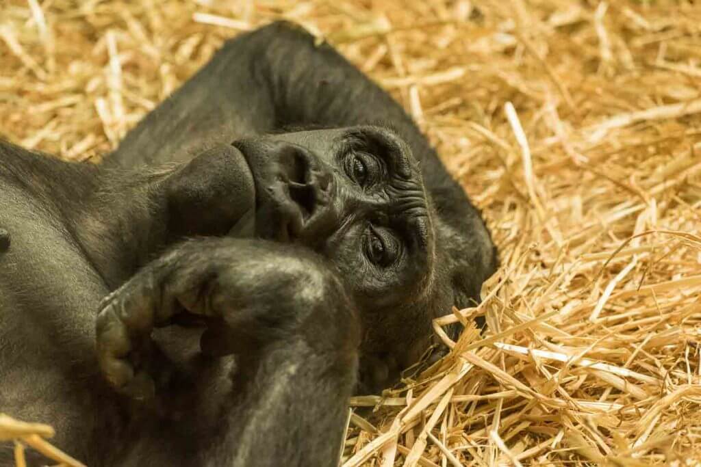 Gorilla - richtig belichten - Hohe ISO-Empfindlichkeit - Gorilla im Zoo