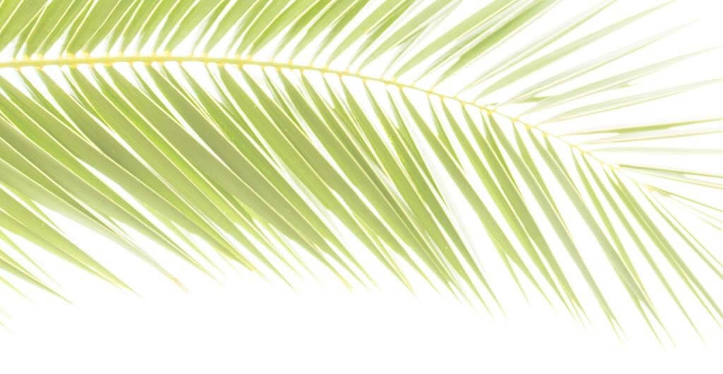 Palmblatt überbelichtet - Druchlichtaufnahmen