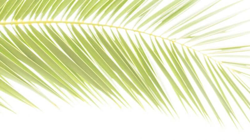 Palmblatt überbelichtet - Druchlichtaufnahmen