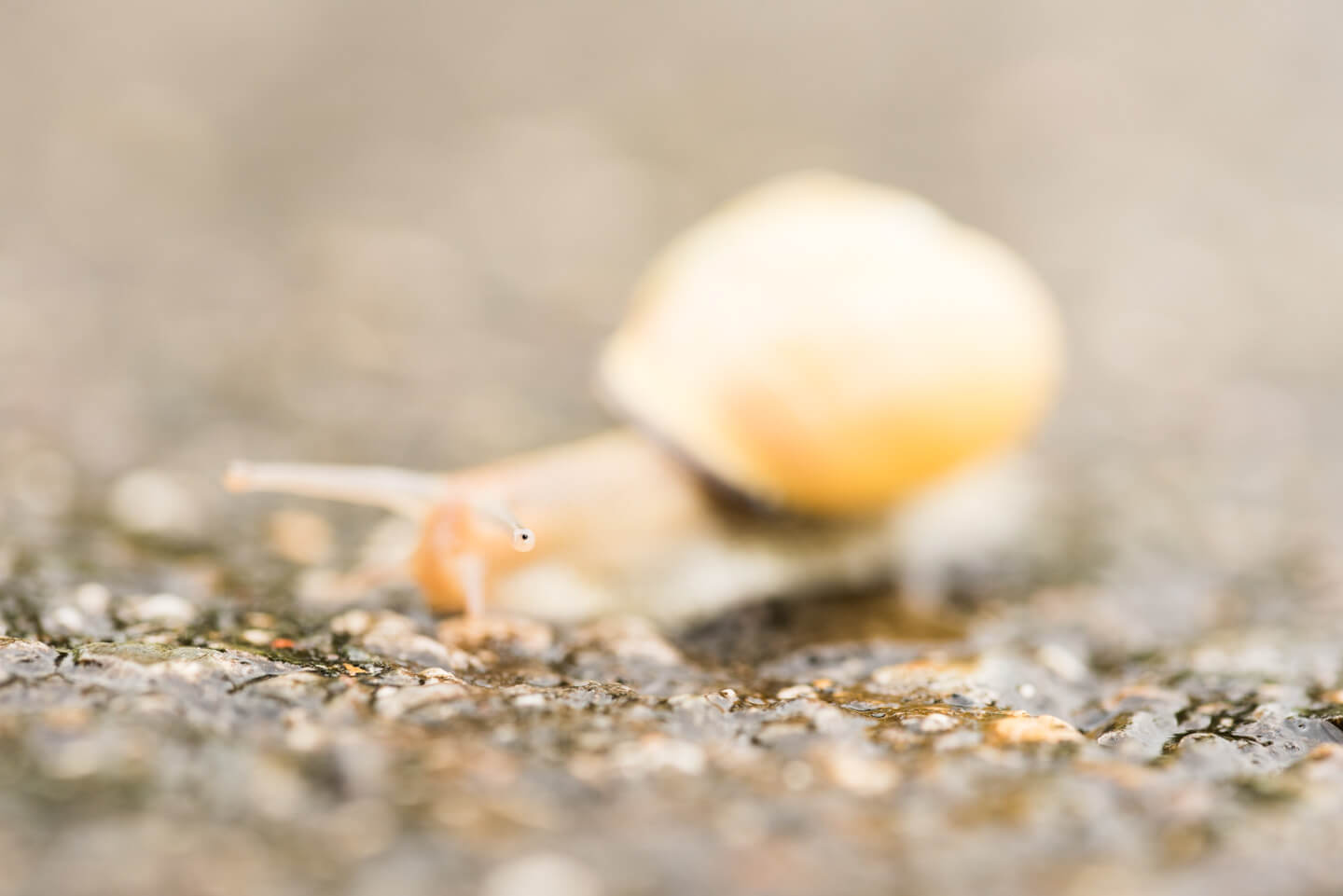 geringe Schärfentiefe beim Fotografieren