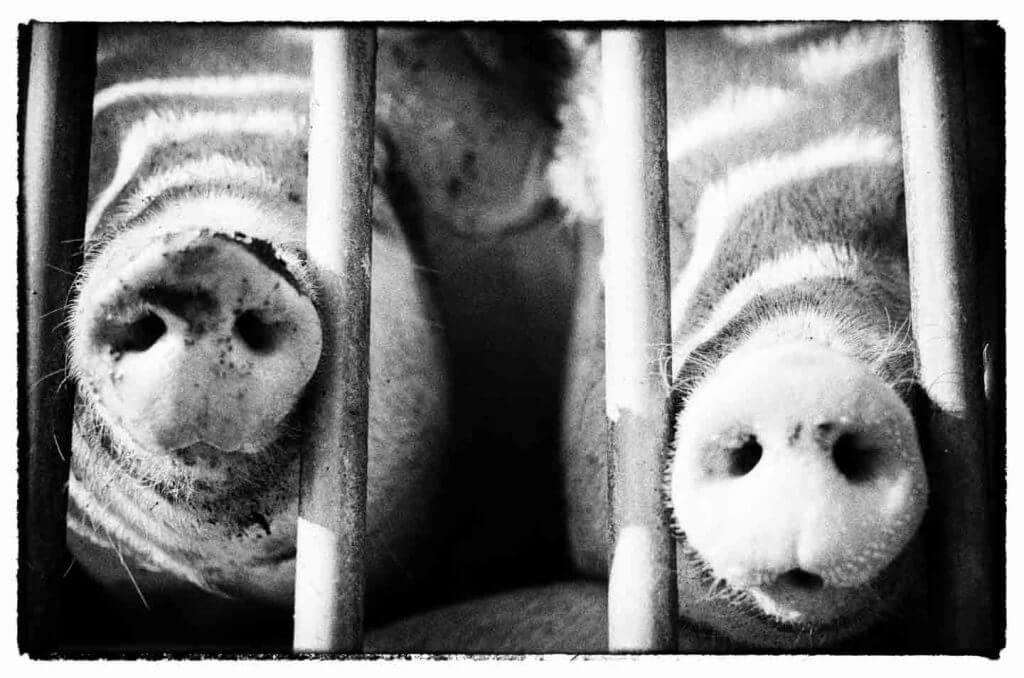 Fotografieren für Einsteiger - Schweineschnauzen