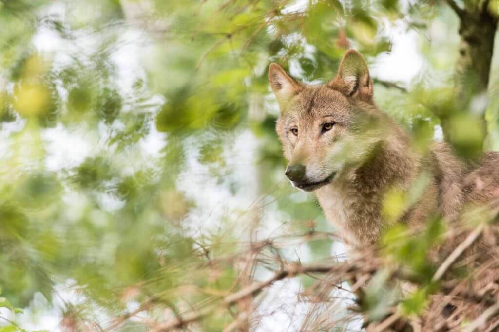 Wolf im Dickicht - richtig fotografieren