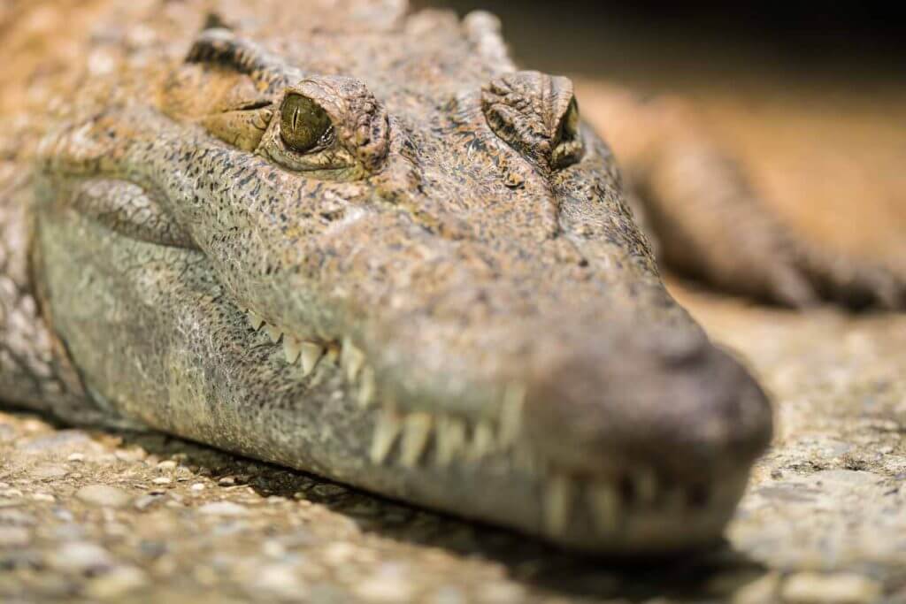 Phillipinisches Krokodil auf Augenhöhe