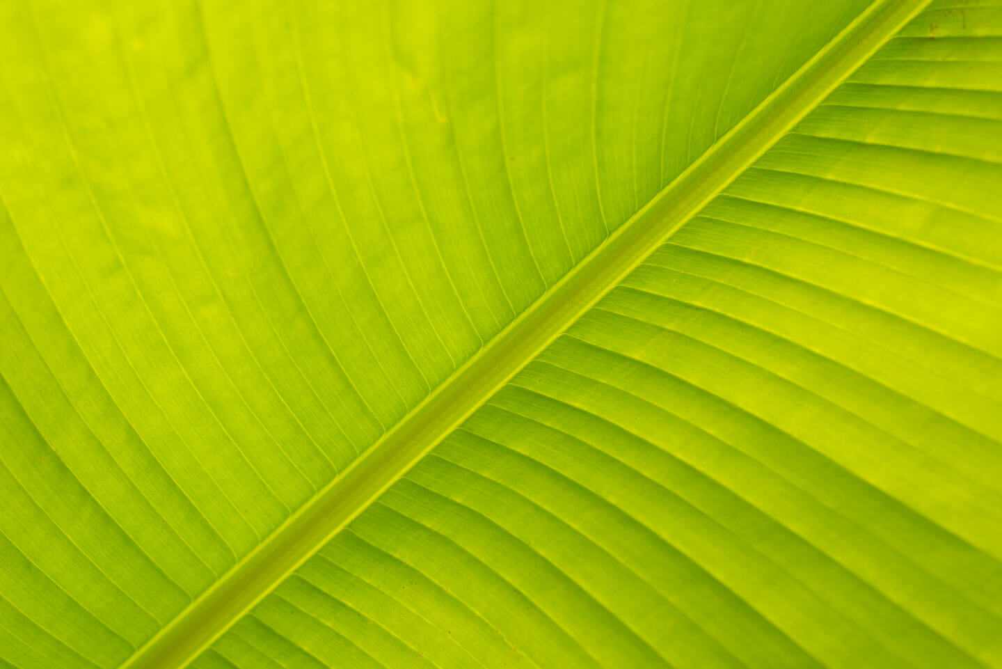 Im Botanischen Garten fotografieren