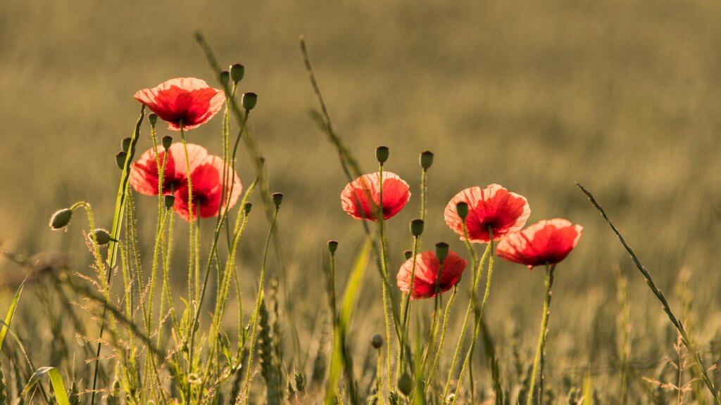 Mohnblüten im Gerstenfeld