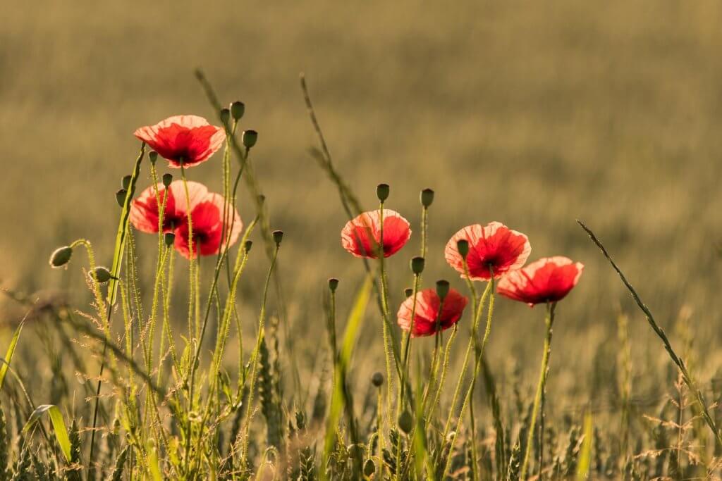 Mohnblüten im Gerstenfeld