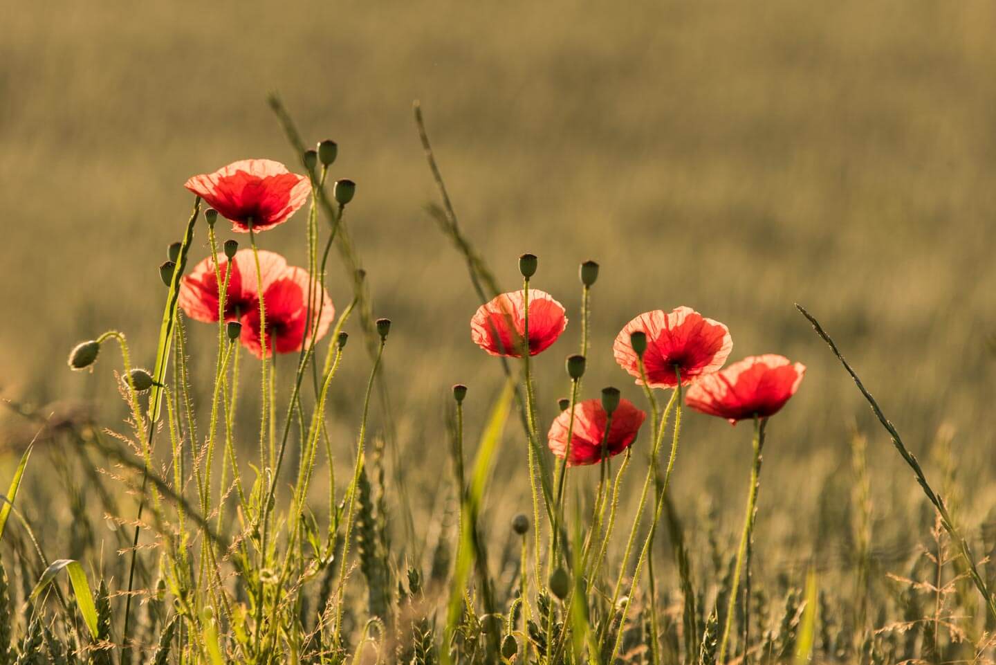 Mohnblüten im Gerstenfeld