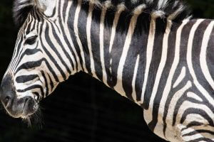 Zebra Skizzenheft