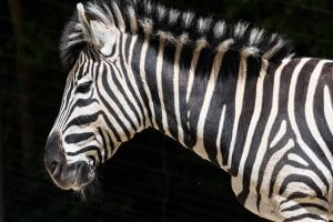 Zebra Skizzenheft