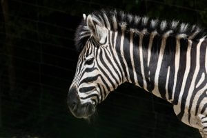 Zebra Skizzenheft
