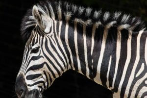 Zebra Skizzenheft
