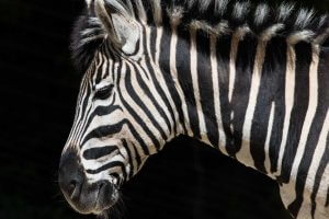 Zebra Skizzenheft