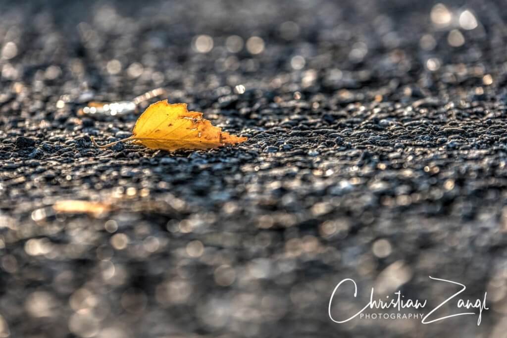Herbstblatt im der Morgensonne PhotomatixPro