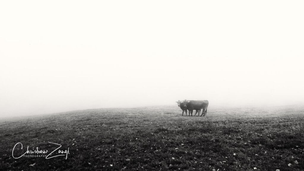 Nebelbilder Kühe in Grub SG