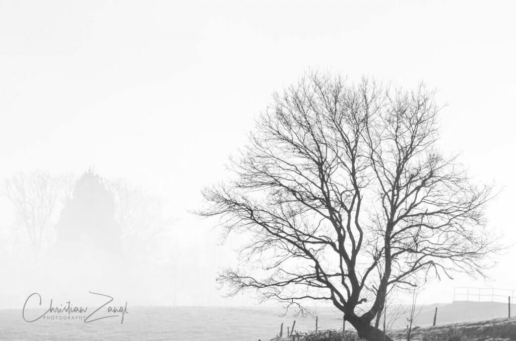 Nebelbilder mit Winterbaum