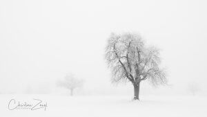 Nebelfoto Winterbäume