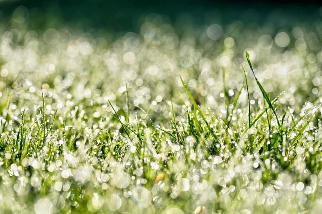 taunasses Grass - gegen das Licht fotografieren