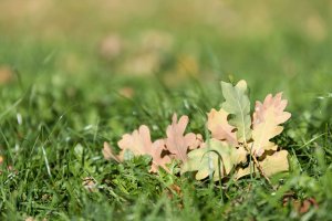 Herbstblätter mit Sonne im Ruecken