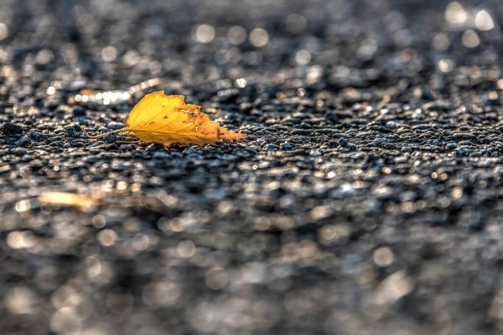 Herbstblatt gegen das Licht fotografieren - Gegenlichtaufnahmen