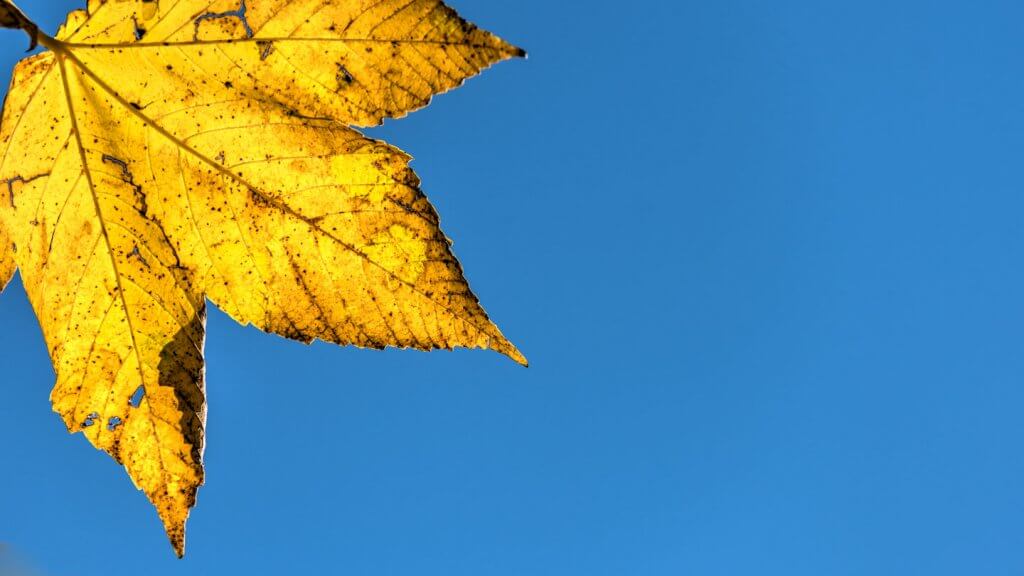 Herbstblatt vor tiefblauem Himmel