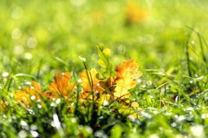 gegen das Licht fotografieren Herbstblätter