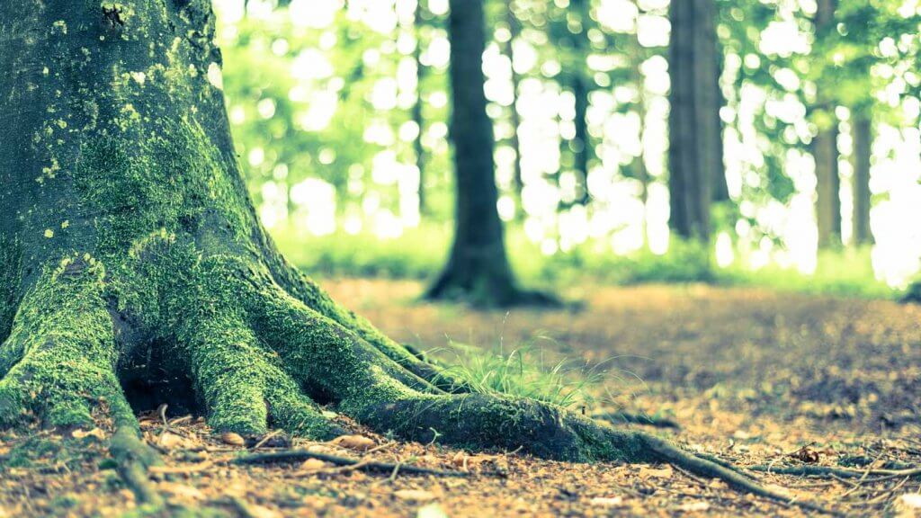 Bokeh-Effekt bei Gegenlicht im Wald