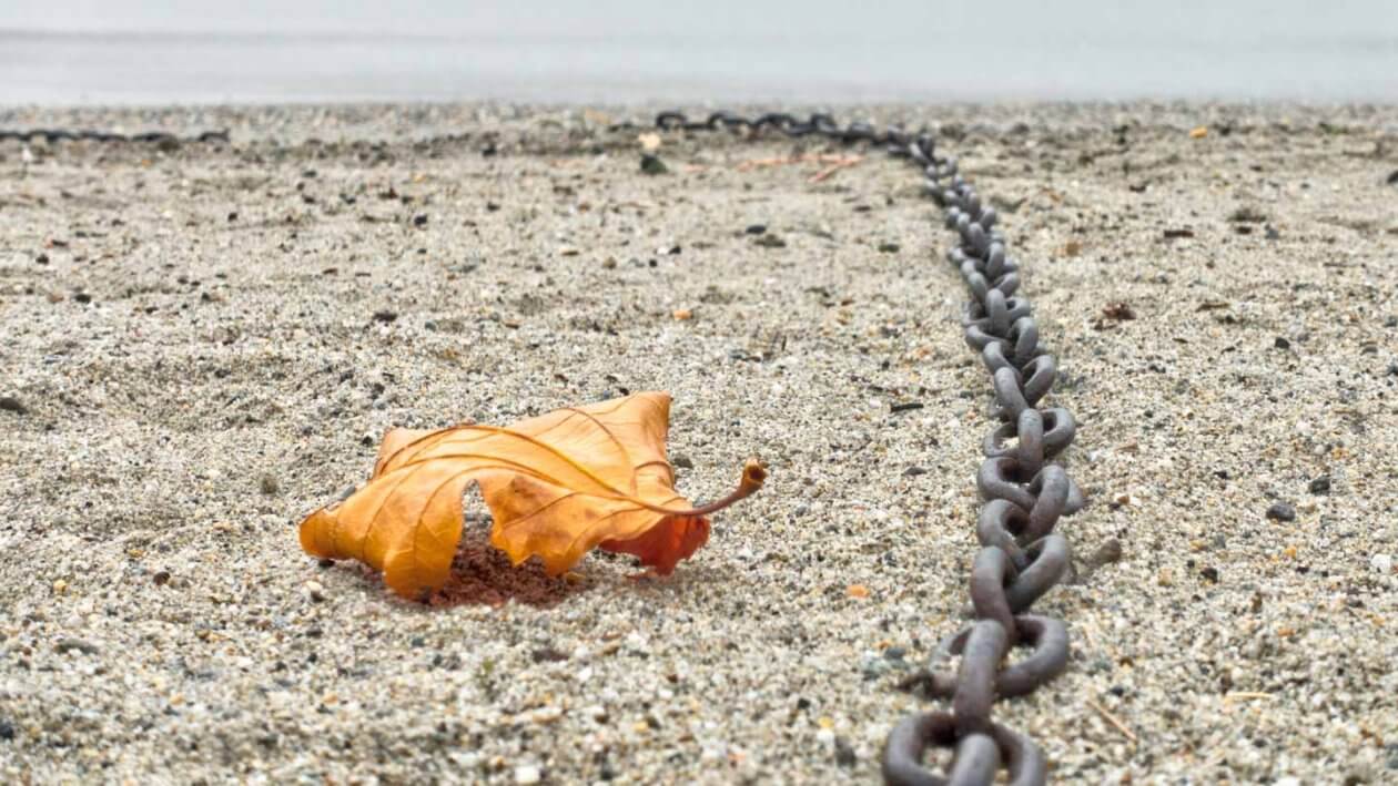 Der goldene Schnitt - Strandgut