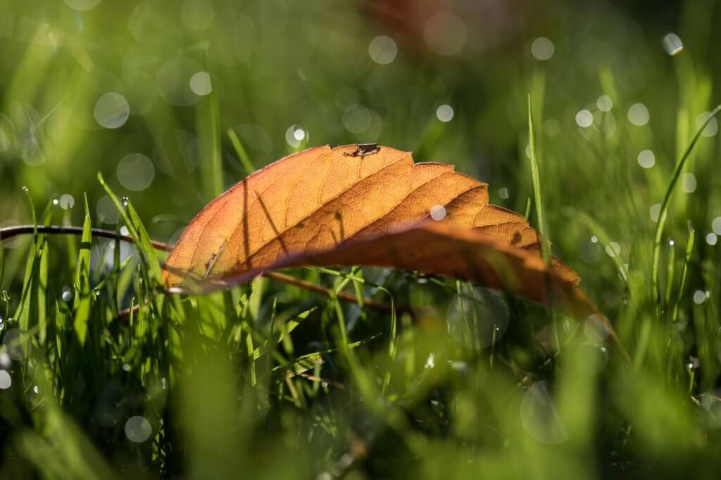Herbstblatt im taunassen Gras - Spotmessung