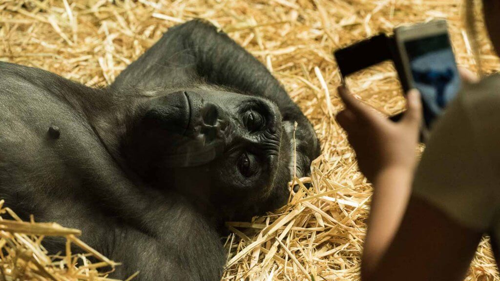 Rauschunterdrückung - Gorilla im Zoo