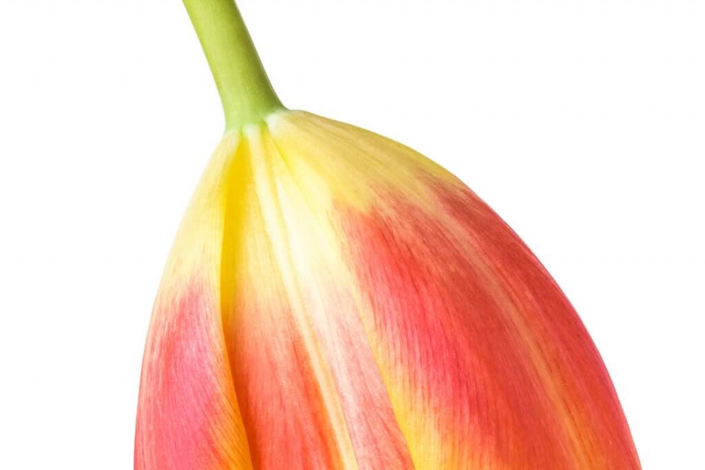 Besser fotografieren lernen - Tulpe